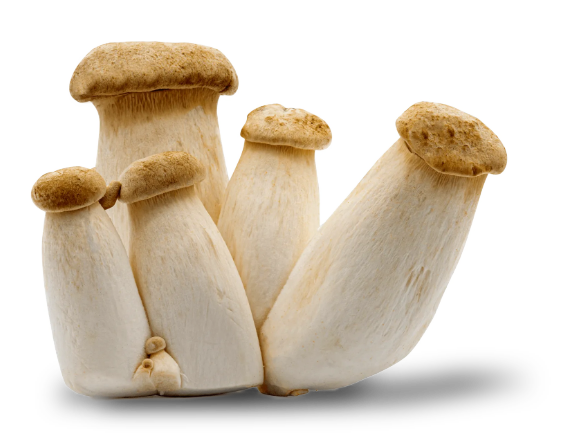 Cepes / Porcini — real GMF photography