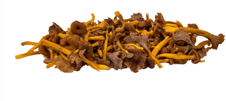 Grey Chanterelle — real GMF photography