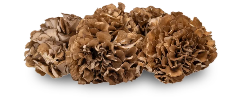 Maitake — real GMF photography